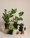Das Homeoffice-Pflanzen-Set zeigt eine große Monstera, eine Zamioculcas, eine Grünlilie, Sukkulenten und kleine Kakteen, alle auf beigen Plattformen in Terrakottatöpfen vor einem neutralen Hintergrund angeordnet.
