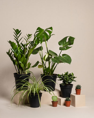Das Homeoffice-Pflanzen-Set zeigt eine große Monstera, eine Zamioculcas, eine Grünlilie, Sukkulenten und kleine Kakteen, alle auf beigen Plattformen in Terrakottatöpfen vor einem neutralen Hintergrund angeordnet.