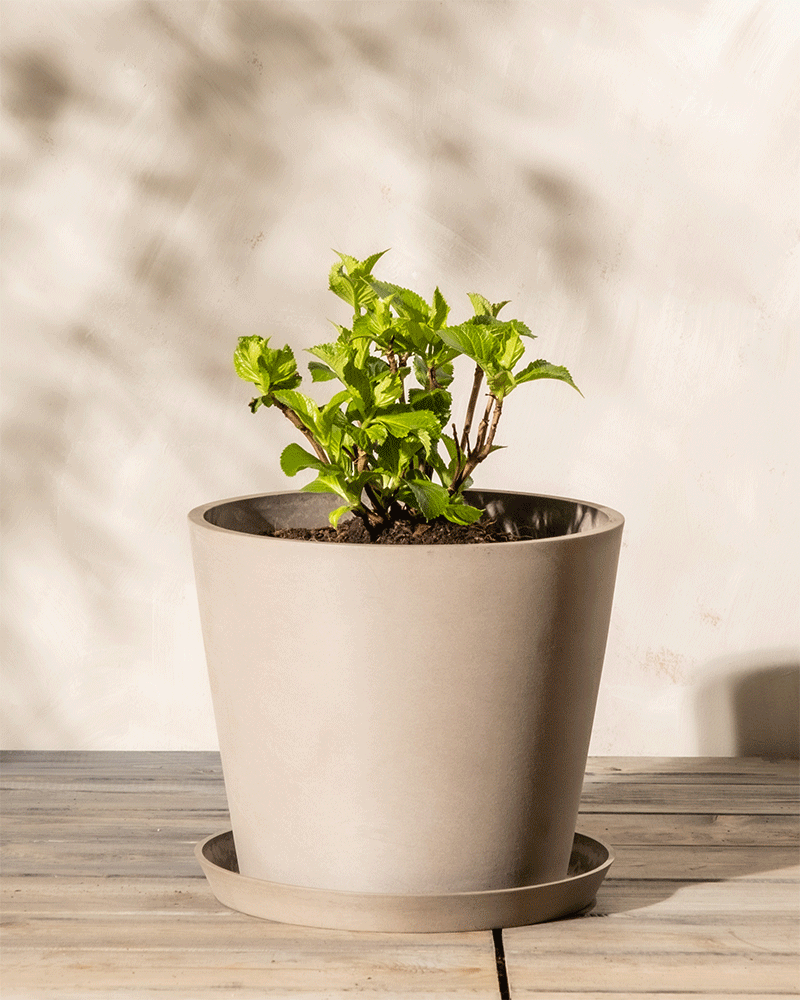 Eine Rosa Hortensie mit üppigen grünen Blättern steht in einem beigen Topf auf einer hellen Holzoberfläche vor einem neutralen Hintergrund. Diese pflegeleichte Pflanze sieht gesund aus und zeigt kräftiges neues Wachstum.