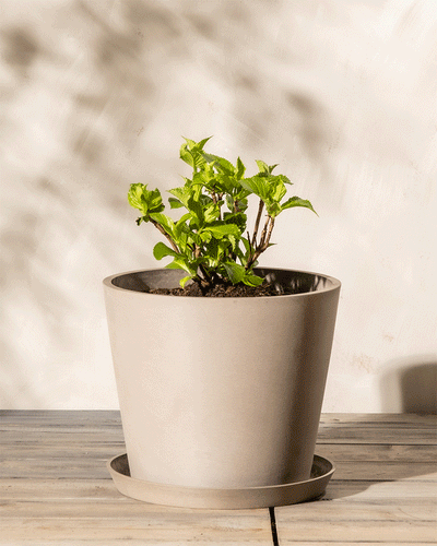 Eine Rosa Hortensie mit üppigen grünen Blättern steht in einem beigen Topf auf einer hellen Holzoberfläche vor einem neutralen Hintergrund. Diese pflegeleichte Pflanze sieht gesund aus und zeigt kräftiges neues Wachstum.