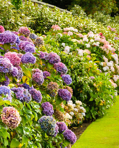 Ein üppiger Garten zeigt blühende Rosa-Hortensien-Büsche mit einer lebendigen Mischung aus violetten, rosa und weißen Blüten. Diese pflegeleichten Pflanzen bilden eine dichte, farbenfrohe Reihe entlang des sorgfältig gepflegten grünen Rasens mit grünem Blattwerk im Hintergrund.
