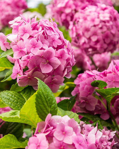Nahaufnahme von leuchtend rosa Rosa-Hortensie-Blüten in voller Blüte, umgeben von üppigen grünen Blättern. Diese pflegeleichte Pflanze zeigt eine Blütentraube, die eine reiche, farbenfrohe Textur erzeugt, wobei einige Blüten scharf fokussiert und andere sanft im Hintergrund verschwommen sind.