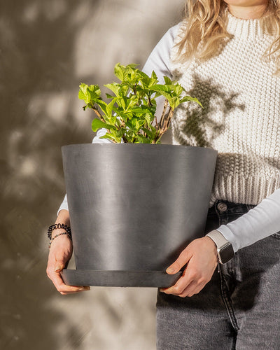 In einem cremefarbenen Strickpullover und grauen Hosen trägt eine Person einen großen schwarzen Blumentopf mit üppigen grünen Blättern einer Rosa Hortensie. Der sanft beleuchtete Hintergrund verstärkt die gemütliche, pflegeleichte Pflanzenatmosphäre.