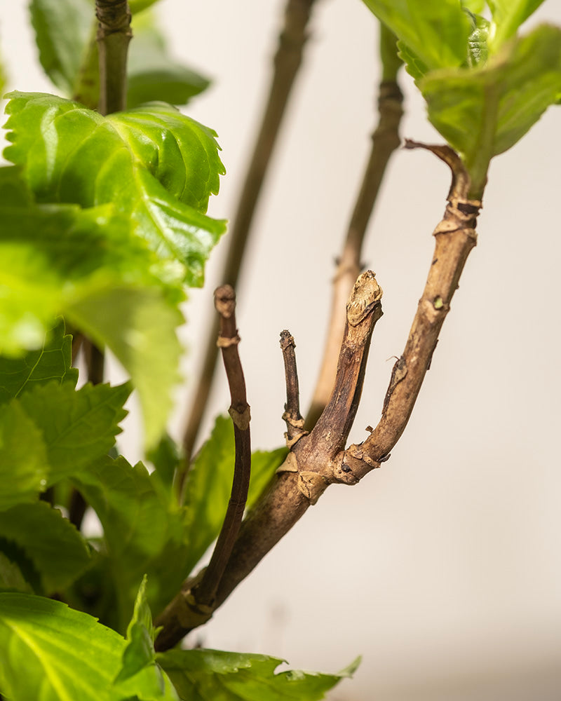 Eine Nahaufnahme eines Rosa-Hortensie-Stängels zeigt neue grüne Blätter, die aus den kahlen, braunen Zweigen sprießen. Der unscharfe Hintergrund hebt das lebendige Laub und die Rindenstruktur hervor und zeigt die natürliche Schönheit dieser pflegeleichten Pflanze.