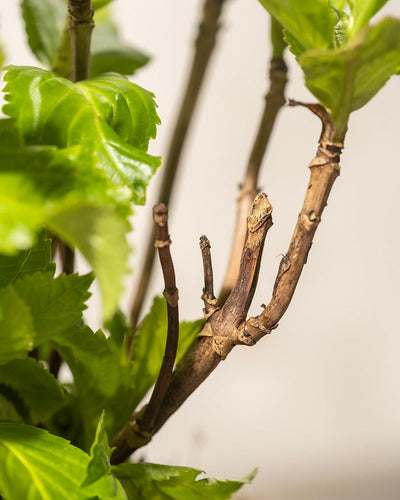 Eine Nahaufnahme eines Rosa-Hortensie-Stängels zeigt neue grüne Blätter, die aus den kahlen, braunen Zweigen sprießen. Der unscharfe Hintergrund hebt das lebendige Laub und die Rindenstruktur hervor und zeigt die natürliche Schönheit dieser pflegeleichten Pflanze.