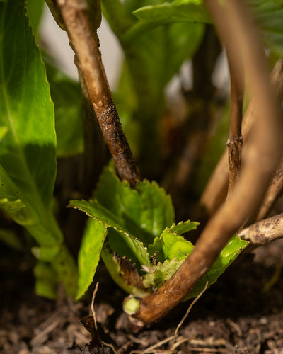 Nahaufnahme von jungen grünen Blättern, die aus der Basis einer Pflanze sprießen, umgeben von mehreren braunen, kräftigen Stielen einer Rosa Hortensie. Unten ist die Erde sichtbar und die Beleuchtung hebt das frische Laub hervor, was auf neues Wachstum in einer Gartenumgebung hinweist.
