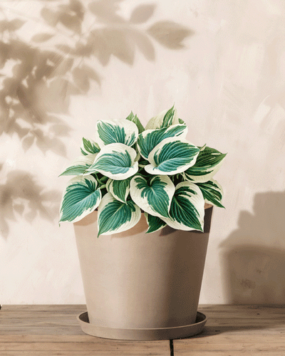Eine Hosta (blau-beige) in einem hellbraunen Topf steht auf einer Holzoberfläche, wobei sanftes Sonnenlicht Blätterschatten auf die beige Wand wirft – ideal für alle, die Rhizome einpflanzen möchten.