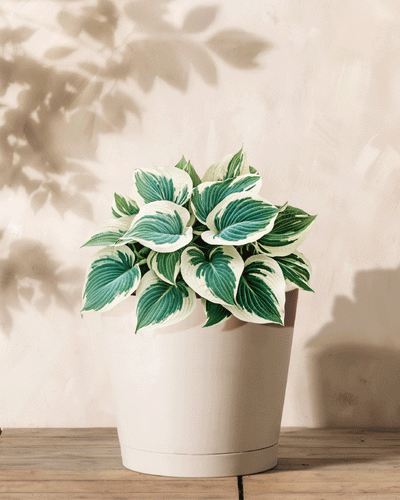 Eine Hosta (blau-beige) mit grünen und weißen Blättern steht in einem hellbeigen Topf auf Holz, weiche Blattschatten wandern über die cremefarbene Wand dahinter – perfekt für alle, die bereit sind, Rhizome einzupflanzen.