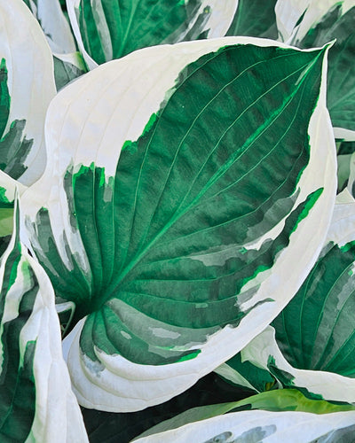Eine Nahaufnahme der Hosta (blau-beige) zeigt große Blätter mit tiefgrüner Mitte, breiten cremeweißen Rändern, markanten Adern und einer glatten Textur mit dem für diese Sorte typischen üppigen, geschichteten Aussehen.