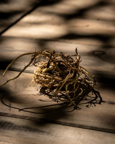 Ein Bündel getrockneter Hosta-Wurzeln (blau-beige) liegt auf einer sonnenbeschienenen Holzoberfläche und wirft detaillierte Schatten, wenn das Licht von oben durchscheint – perfekt zum Pflanzen von Rhizomen.