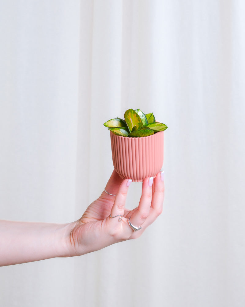 Baby Hoya australis 'Lisa' in rosa Übertopf wird von einer Hand von links ins Bild gehalten.