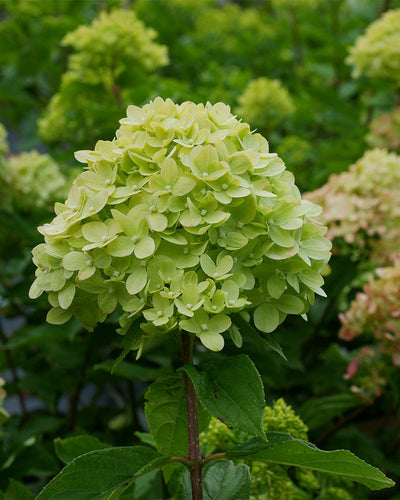 Nahaufnahme einer großen blühenden grünen Hortensie (Grüne Rispenhortensie), umgeben von üppigen grünen Blättern und ähnlichen Blüten im Hintergrund. Die Blütenblätter sind dicht gedrängt und bilden eine kegelförmige Form, die ihre Robustheit und ihre leuchtenden Blüten im Sommer zeigt.