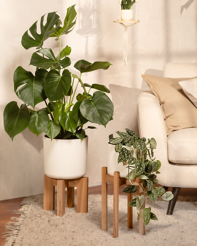 Große Monstera