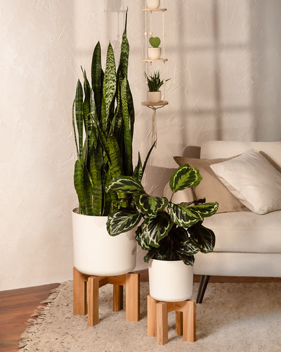 Große Calathea Roseopicta