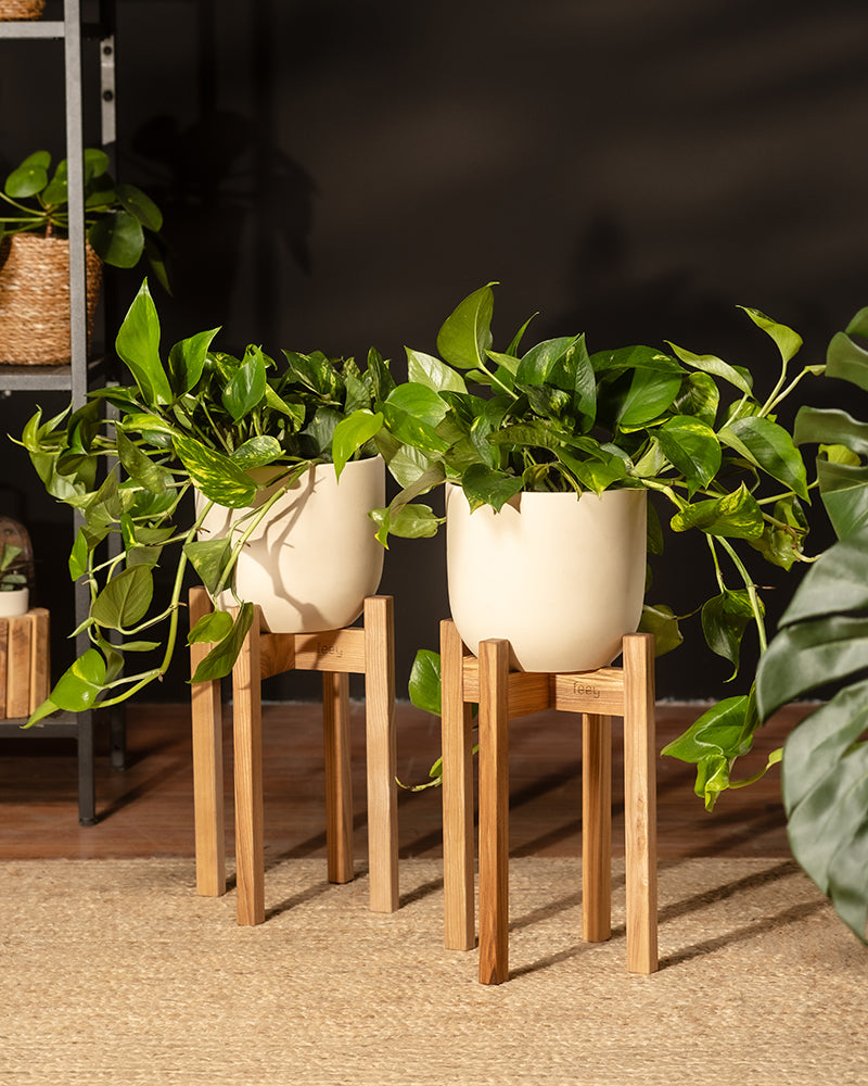 Große Efeutute Marble Queen