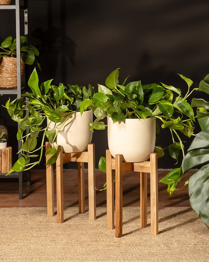 Große Efeutute Marble Queen