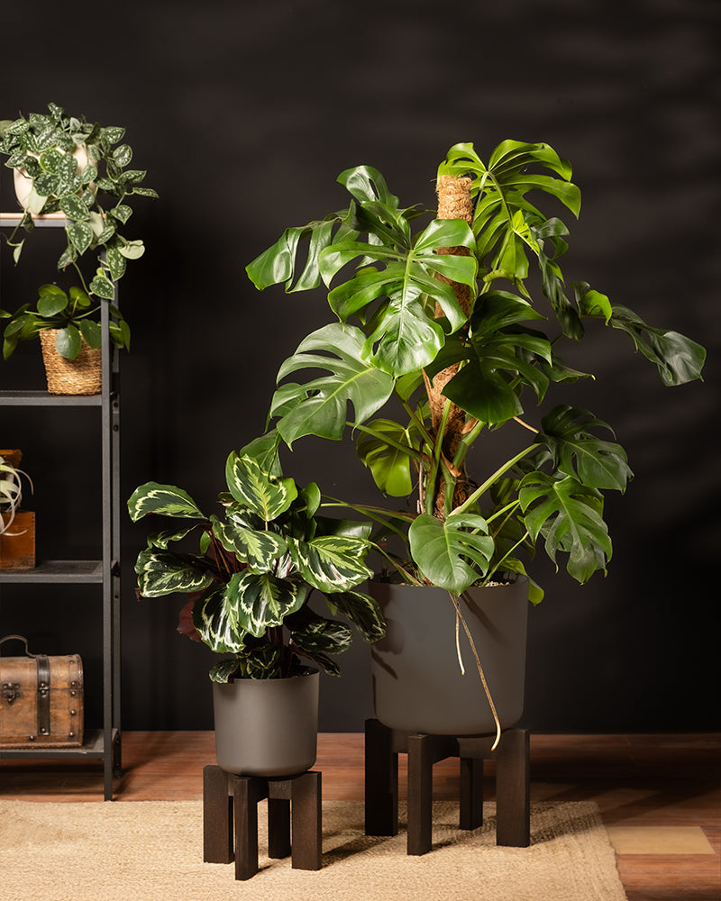 Calathea Roseopicta