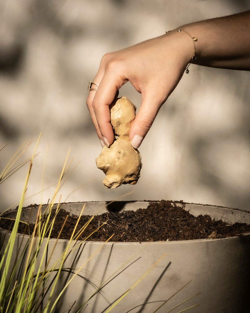 Eine Hand mit Armband und Ring hält ein Ingwer-Rhizom über einen mit Erde gefüllten Topf, während im leicht verschwommenen Hintergrund links hohe grasähnliche Pflanzen sanft wiegen.