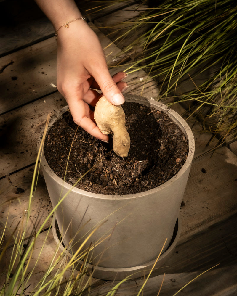 Eine Hand pflanzt vorsichtig ein Ingwer-Rhizom in dunkle, reichhaltige Erde in einem grauen Topf, während natürliches Sonnenlicht die Szenerie durchflutet. Die langen grünen Blätter rahmen die Holzoberfläche um dieses potenzielle Heilmittel wunderschön ein.