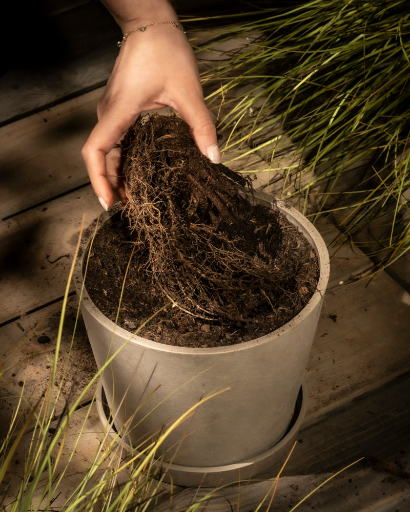 Eine Hand legt Erde und Wurzeln in einen hellen, runden Blumentopf, der mit Erde gefüllt ist. Astilben (Rosa) umgeben die Szene auf einer Holzoberfläche und werden von sanftem Licht inmitten grüner, grasähnlicher Pflanzen erhellt.