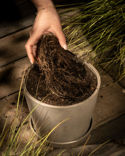 Eine Hand legt Erde und Wurzeln in einen hellen, runden Blumentopf, der mit Erde gefüllt ist. Astilben (Rosa) umgeben die Szene auf einer Holzoberfläche und werden von sanftem Licht inmitten grüner, grasähnlicher Pflanzen erhellt.
