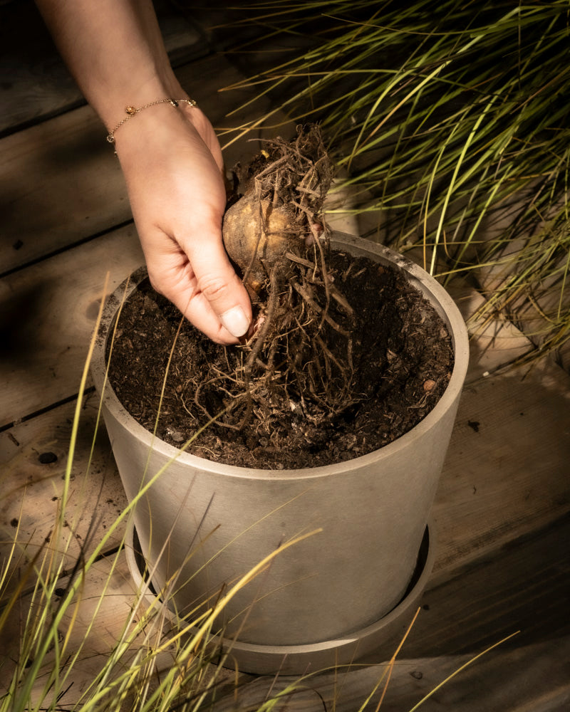Eine Hand legt vorsichtig eine mit Rhizomen bedeckte Zwiebel in einen grauen Topf mit Erde, umgeben von Graspflanzen. Sonnenlicht tanzt auf der Holzoberfläche darunter und lässt die Blüten der Iris (weiß-violett) blühen.