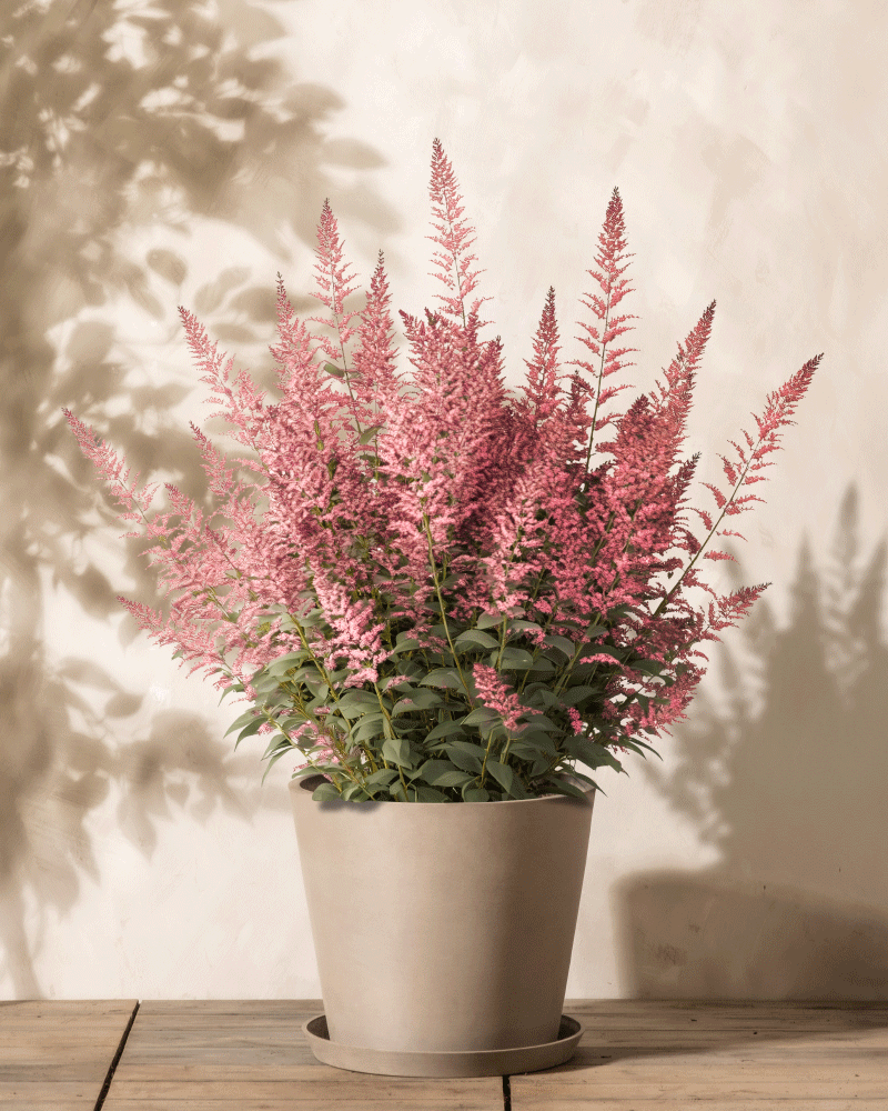 Eine Astilbe (Rosa) im Topf präsentiert hohe, rosa Prachtspiere-Blüten mit üppigen grünen Blättern vor hellem Hintergrund. Schatten der Astilbe japonica „Peach Blossom“ an der Wand verleihen Tiefe, da sie elegant auf einer Holzoberfläche ruht.