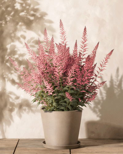 Eine Astilbe (Rosa) im Topf präsentiert hohe, rosa Prachtspiere-Blüten mit üppigen grünen Blättern vor hellem Hintergrund. Schatten der Astilbe japonica „Peach Blossom“ an der Wand verleihen Tiefe, da sie elegant auf einer Holzoberfläche ruht.