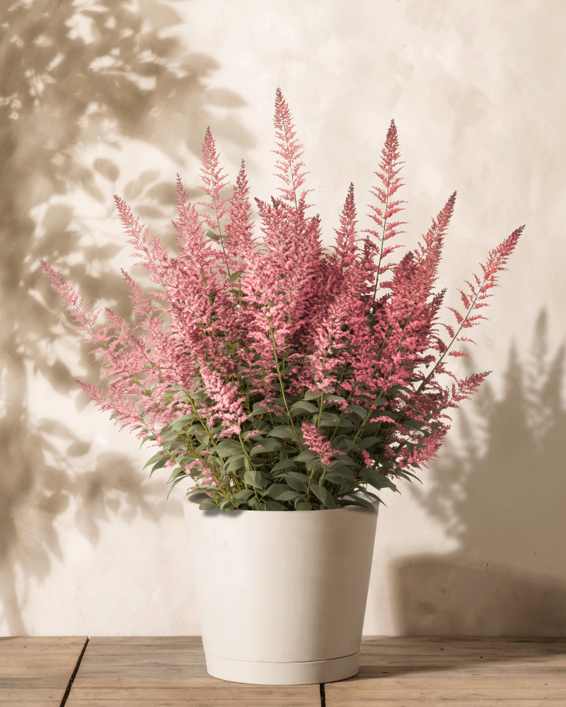 Ein weißer Topf mit Astilbe (Rosa) besticht durch üppige Büschel rosa Blüten und grüne Blätter, die einen sanften Schatten auf eine helle Wand werfen und so auf der Holzoberfläche eine heitere Atmosphäre schaffen.