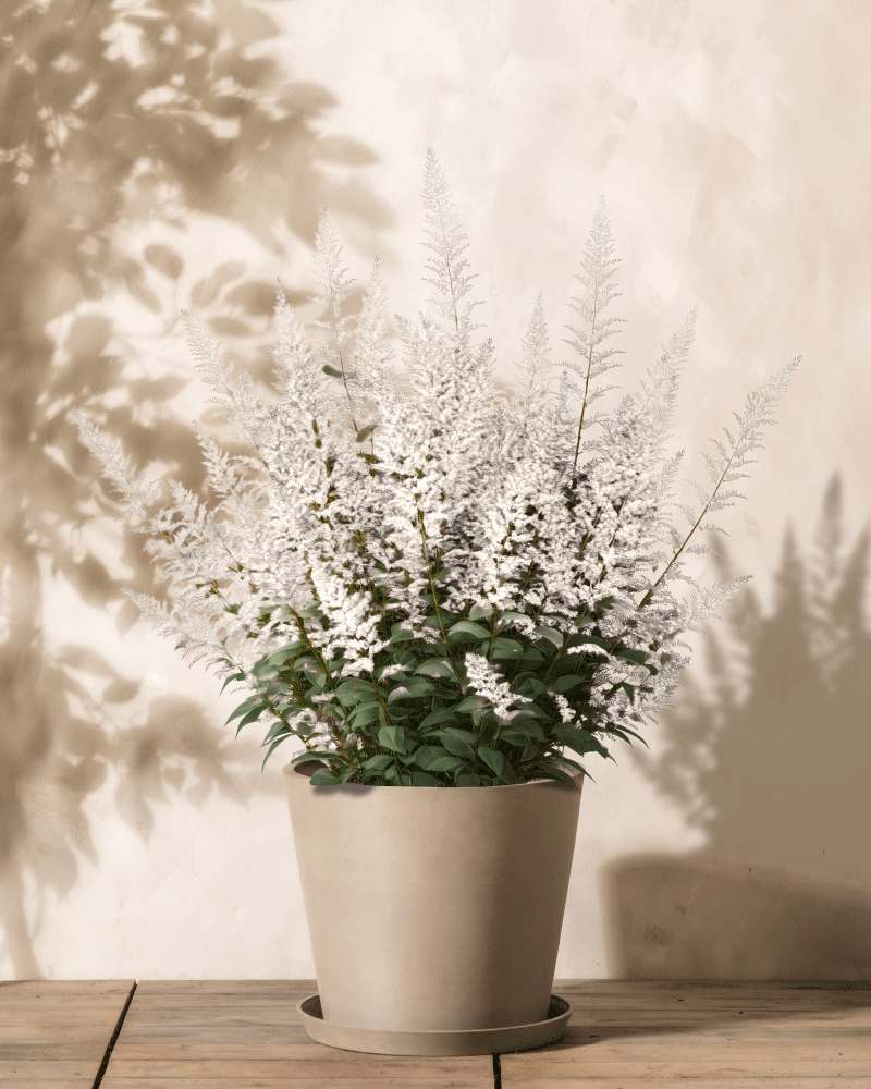 Eine Astilbe (weiß) steht auf einer Holzoberfläche. Ihre weißen, federartigen Blüten und zarten Blätter werfen sanfte Schatten auf eine beige Wand im Hintergrund und schaffen so eine heitere Atmosphäre.