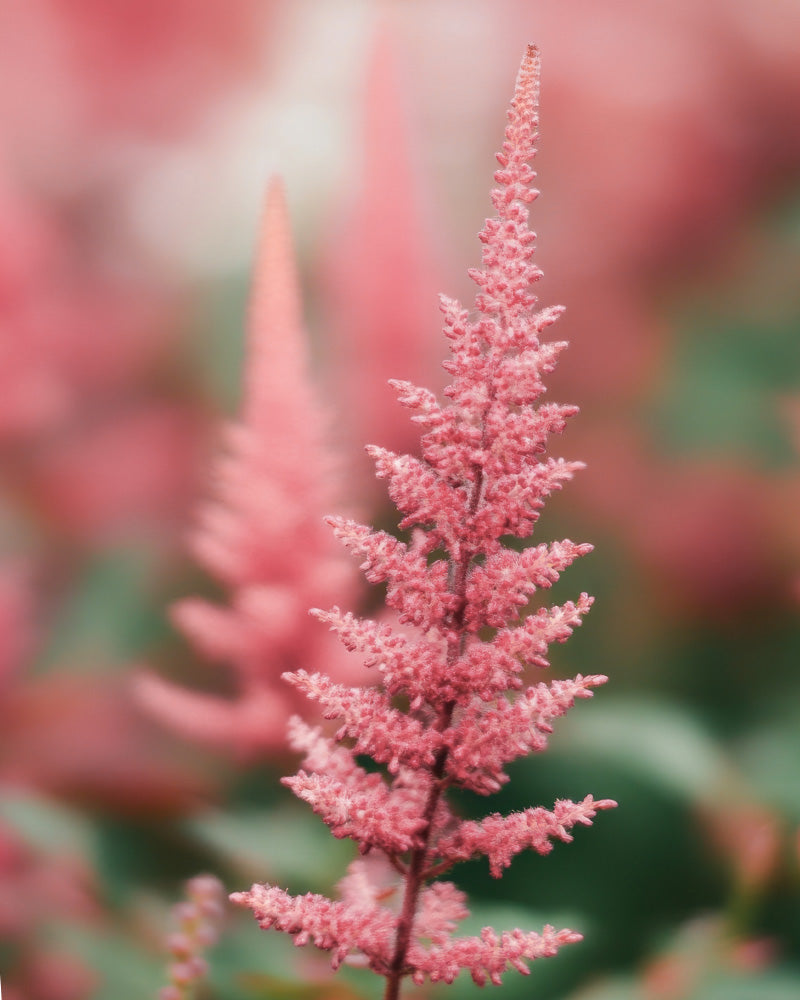 Nahaufnahme einer rosa Astilbe (Rosa) mit zarten, federartigen Blüten. Der sanft verschwommene Hintergrund mit grünem Laub hebt die hohe und schlanke Form dieser eleganten Pflanze hervor.