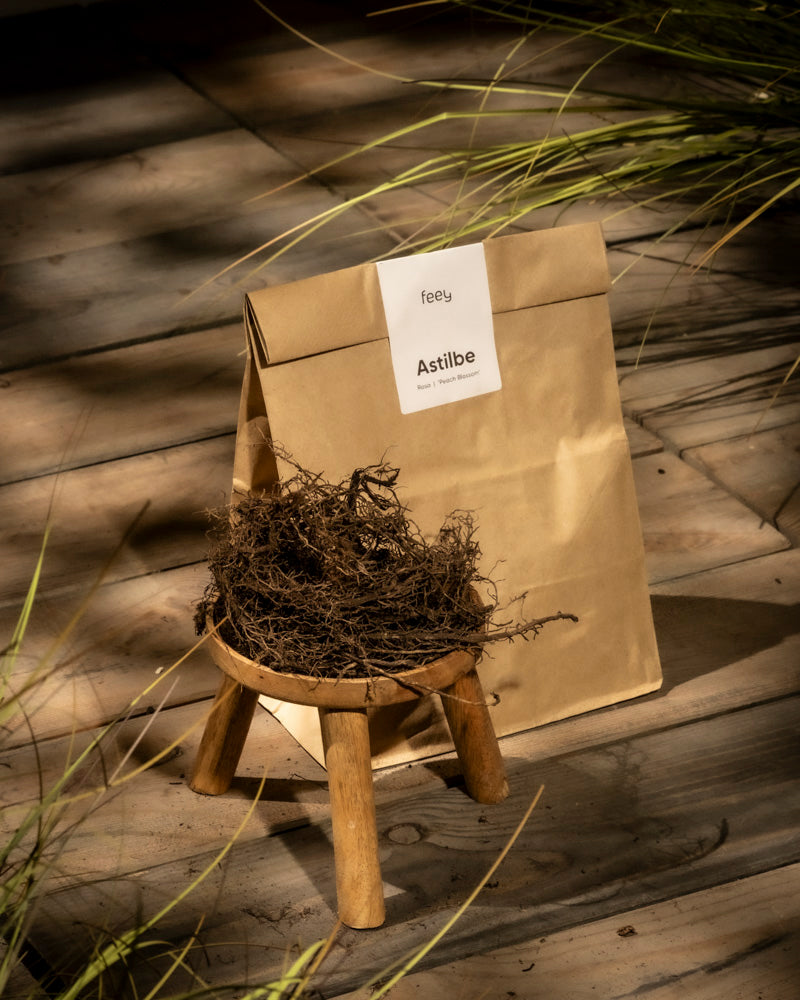 Eine braune Papiertüte von Feey mit der Aufschrift „Astilbe (rosa)“ liegt auf einer Holzfläche neben einem kleinen Hocker, auf dem ein nestartiges Wurzelbündel sitzt. Sonnenlicht beleuchtet das umgebende Gras und unterstreicht die Schönheit dieser Prachtspiere.