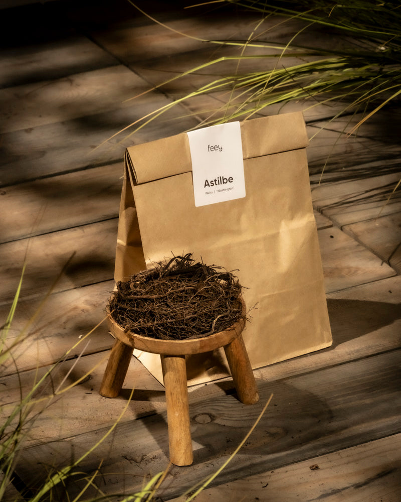 Eine braune Papiertüte mit der Aufschrift „Astilbe (weiß)“ steht aufrecht auf einem Holzdeck, neben einem kleinen Hocker mit dunkler Erde. Sonnenlicht und Schatten der umliegenden Blumen schaffen eine warme, natürliche Atmosphäre und unterstreichen die Schönheit der Prachtspiere in ihrer ruhigen Umgebung.