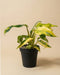 Eine Monstera standleyana 'Aurea' - feey, ein seltenes Fensterblatt mit großen gelben und grünen Blättern, steht in einem schwarzen Plastiktopf vor einem schlichten beigen Hintergrund.
