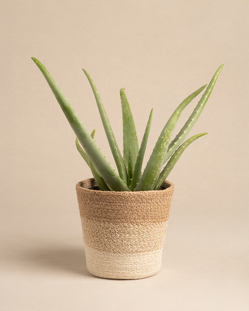 Pflanzkorb aus Jute (Lapis | 16 cm ⌀)