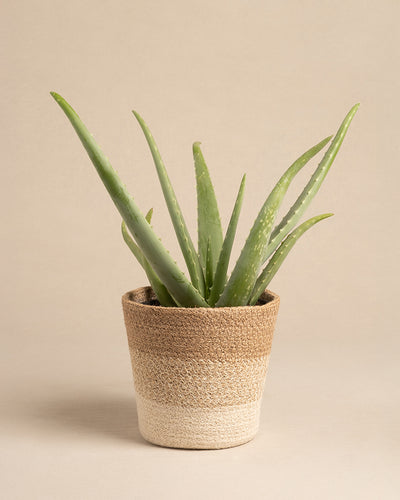 Pflanzkorb aus Jute (Lapis | 16 cm ⌀)