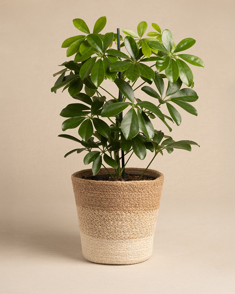 Pflanzkorb aus Jute (Lapis | 16 cm ⌀)