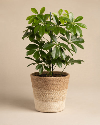 Pflanzkorb aus Jute (Lapis | 16 cm ⌀)