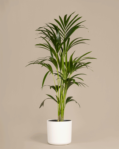 Kentiapalme (auch Howea forsteriana genannt) in 'Soft'-Töpfen in den Farben Weiß und Anthrazit