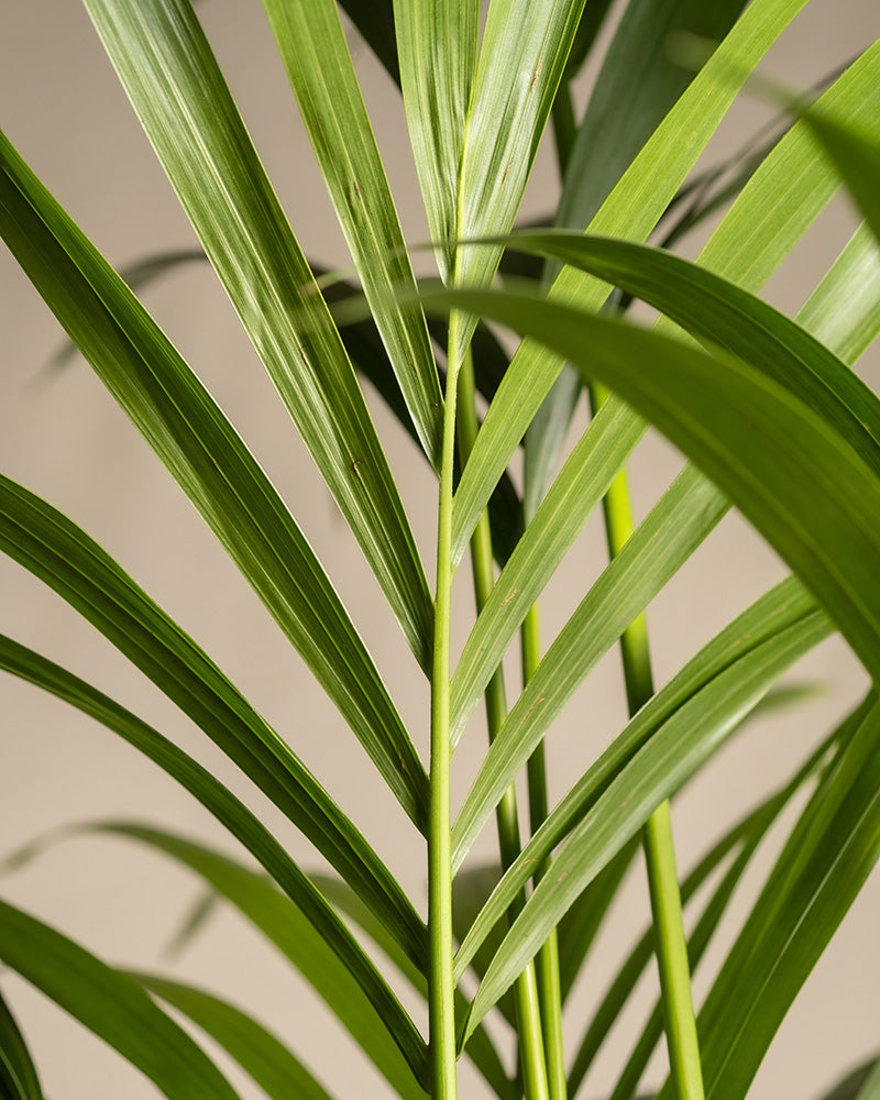 Detailaufnahme der Wedel einer Kentiapalme (auch Howea forsteriana genannt)