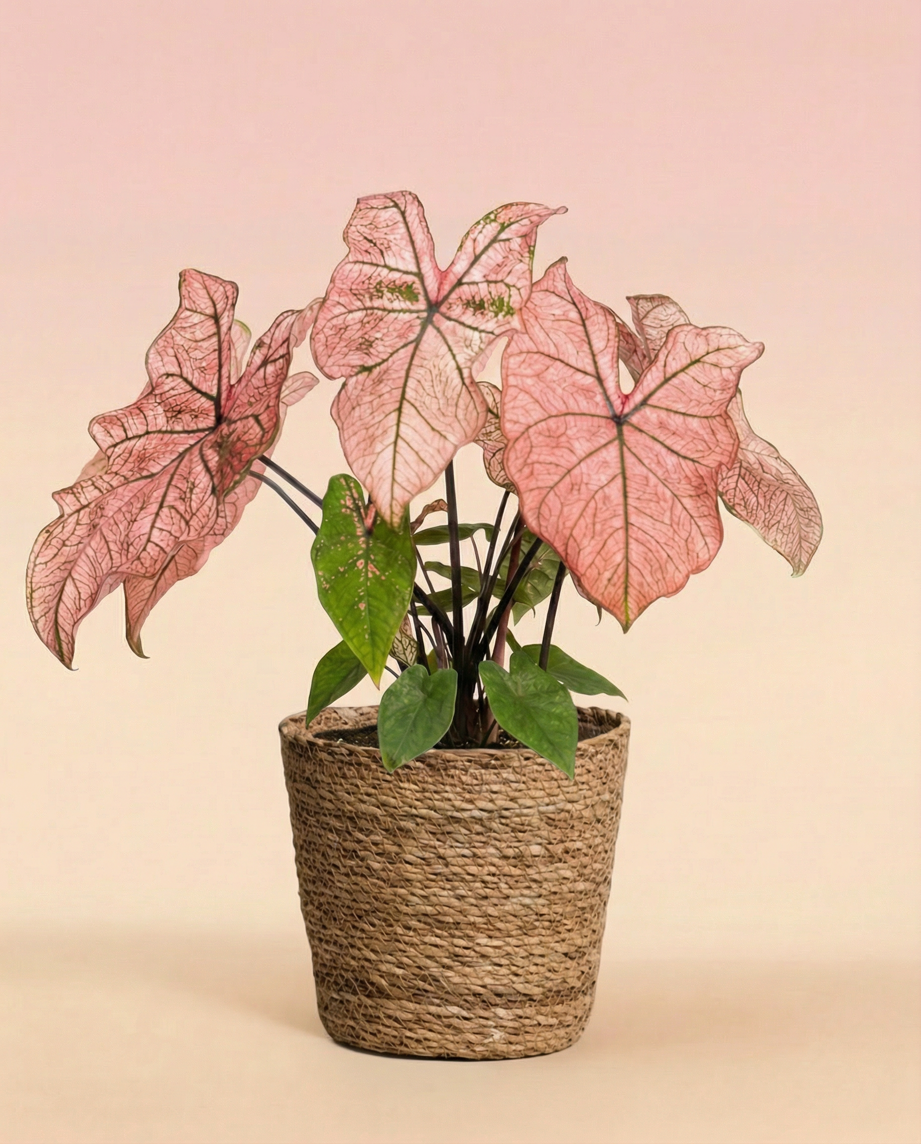 Ein Caladium 'Spring Fling' mit großen, rosafarbenen, herzförmigen Blättern und grünen Adern sowie etwas grünem Laub darunter sitzt in einem geflochtenen Korb vor einem Hintergrund mit zartem rosa und beigem Farbverlauf.