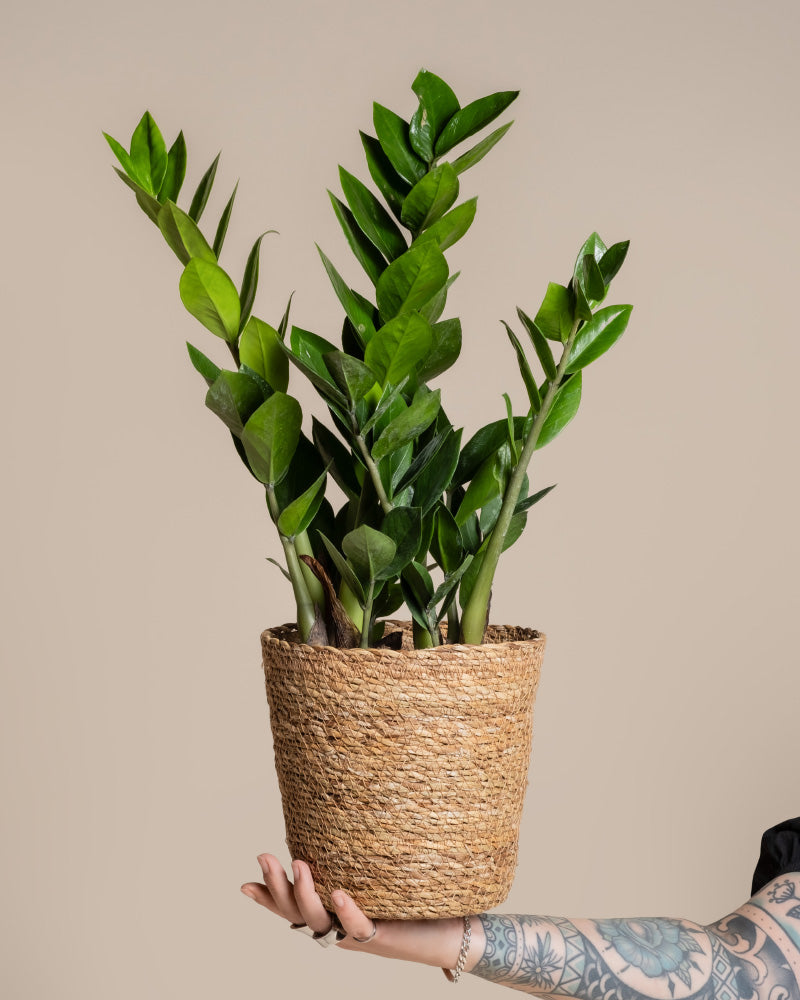 Eine tätowierte Hand hält einen Pflanzkorb aus Seegras (Kesat | 18 cm ⌀) mit einer gesunden ZZ-Pflanze mit glänzend grünen Blättern vor einem einfarbig beigen Hintergrund hoch.