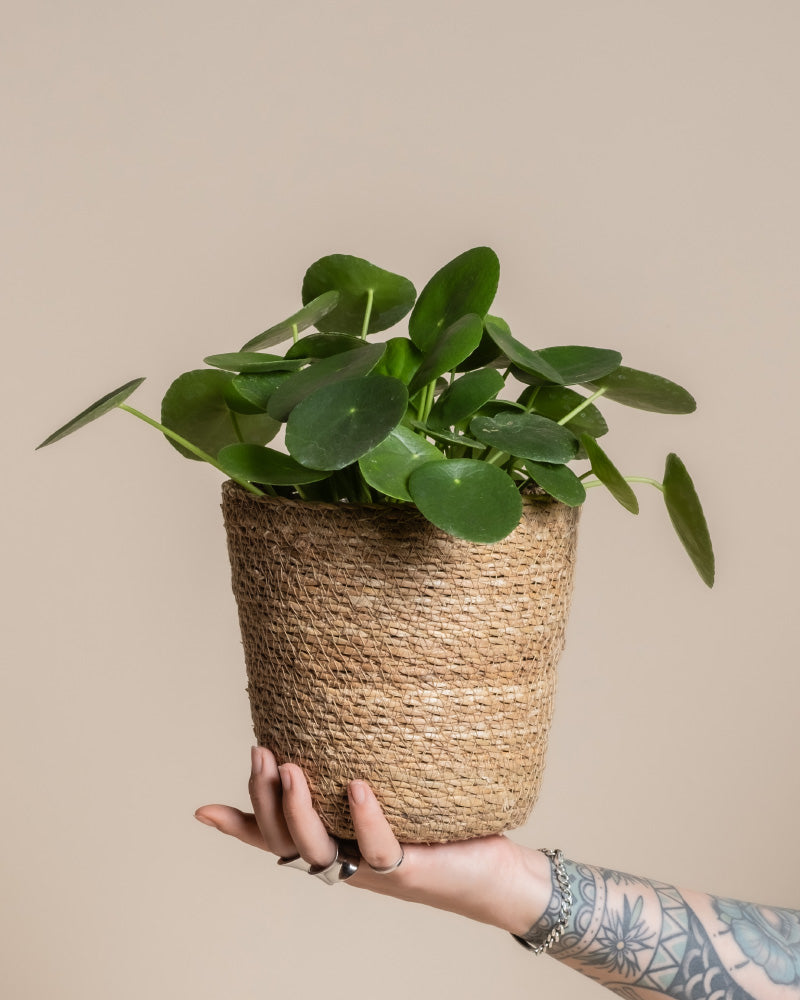 Eine tätowierte Hand hält eine getopfte Pilea peperomioides im Pflanzkorb-Set aus Seegras (Kesat | 2×16), die vor einem schlichten beigen Hintergrund für Urlaubsstimmung sorgt.