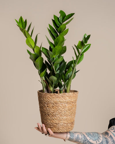 Eine Person mit einem tätowierten Arm hält ein Pflanzkorb-Set aus Seegras (Kesat | 2×18) mit einer gesunden ZZ-Pflanze mit dicken, glänzend grünen Blättern vor einem neutralen beigen Hintergrund.