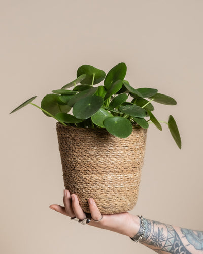 Eine tätowierte Hand hält eine getopfte Pilea peperomioides im Pflanzkorb-Set aus Seegras (Kesat | 2×16), die vor einem schlichten beigen Hintergrund für Urlaubsstimmung sorgt.
