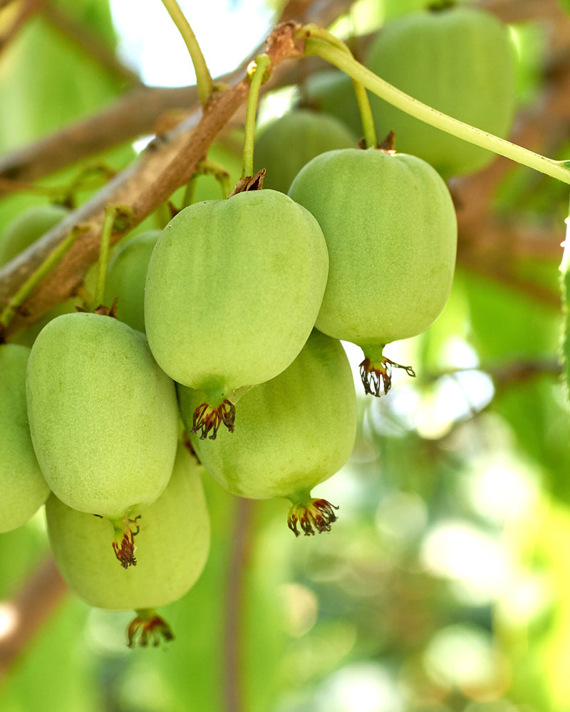 Nahaufnahme einer Gruppe von Mini-Kiwis, die an einem Ast hängen. Die kleinen, glatten, grünen Früchte liegen eingebettet zwischen üppigen Blättern in einem sonnenbeschienenen Garten.