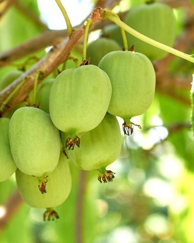 Nahaufnahme einer Gruppe von Mini-Kiwis, die an einem Ast hängen. Die kleinen, glatten, grünen Früchte liegen eingebettet zwischen üppigen Blättern in einem sonnenbeschienenen Garten.
