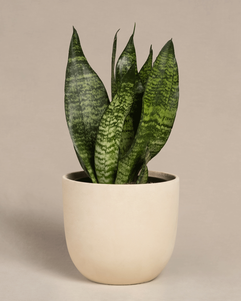 Eine Kleine Grüne Schwiegermutterzunge hat lange, aufrechte grüne Blätter mit dunklen horizontalen Streifen in einem einfachen beigen Topf auf neutralem Hintergrund.