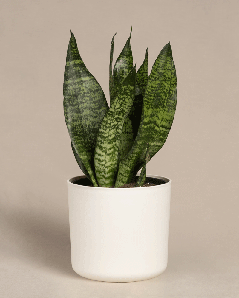 Die Kleine Grüne Schwiegermutterzunge mit ihren aufrecht stehenden grünen Blättern und dunklen Streifen sitzt elegant in einem schlichten weißen Topf vor beigem Hintergrund.