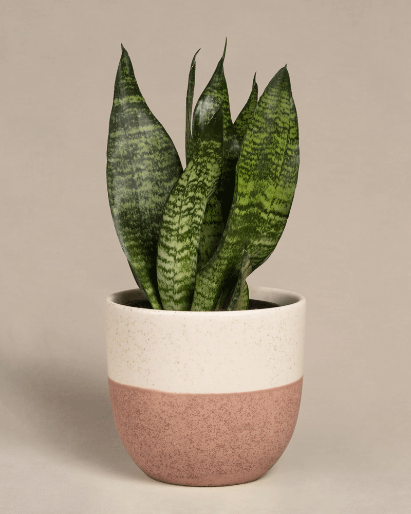 Eine Kleine Grüne Schwiegermutterzunge, eine Sansevieria trifasciata mit langen, grün gemusterten Blättern, ist in einem zweifarbigen Topf mit weißem Deckel und strukturiertem hellbraunem Boden gepflanzt. Der schlichte beige Hintergrund unterstreicht seine Schönheit.